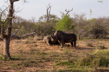 Two rhinos, South Africa