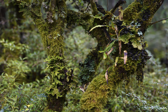 Temperate rainforest vegetation