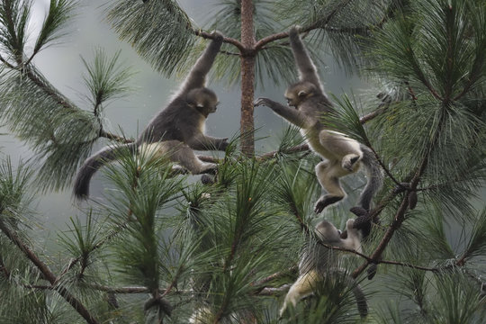 Yunnan or Black Snub-nosed monkeys playing in a tree