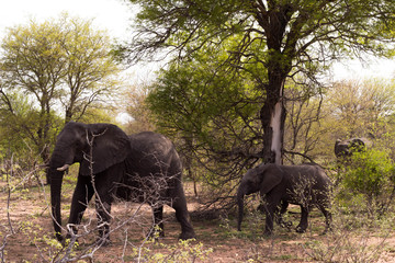Two elephants, South Africa