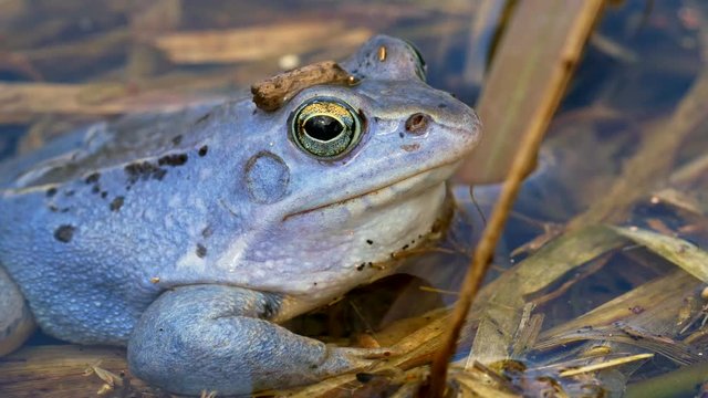 Blue moor frog (Rana arvalis) close up