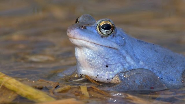 Blue moor frog (Rana arvalis) croaking 