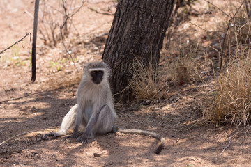 A monkey sitting around, South Africa
