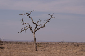 Lonely tree, South Africa