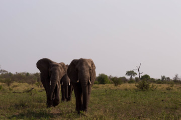 Fototapeta na wymiar Three elephants walking towards you, South Africa