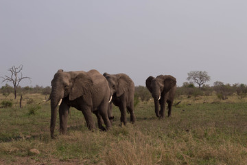 Three elephants walking towards you, South Africa
