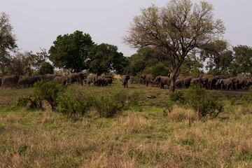 An herd of elephants, South Africa