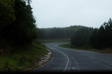 Road surrounded by trees, South Africa