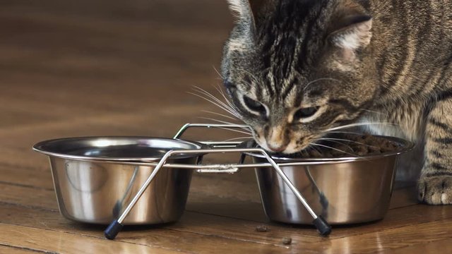 chat en gros plan qui mange,  2 bols en chrome design avec des croquettes, beau chat tigr&eacute;