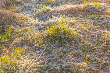 Frosted grass - morning wiev - Sunrise