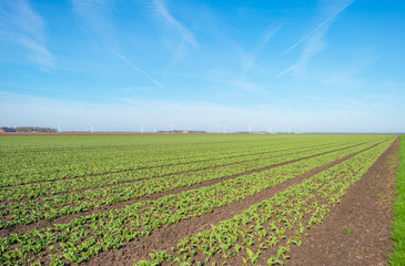 Fototapeta na wymiar Tulips in a field below a blue sky in sunlight in spring