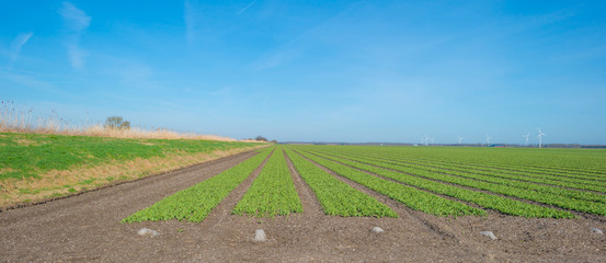 Tulips in a field below a blue sky in sunlight in spring