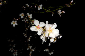 Flores blancas de almendro en fondo oscuro natural, noche