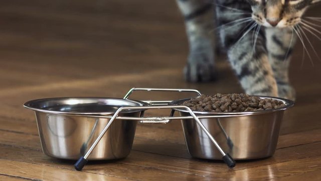 chat en gros plan qui mange,  2 bols en chrome design avec des croquettes, beau chat tigr&eacute;