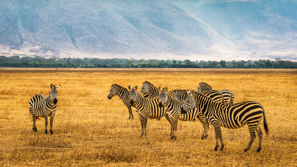 Obraz premium Herd of zebras in the Ngorongoro Crater