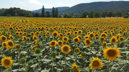field with sunflowers