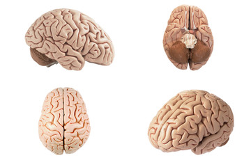 Artificial human brain model in different view