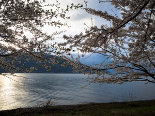 Lake Biwa Sakura