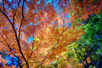 カラフルな紅葉