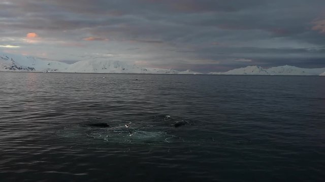Humpback Whale feeding krill