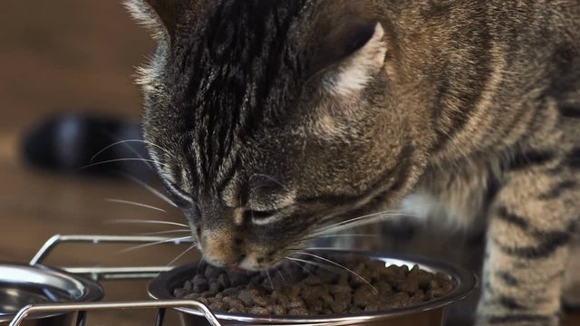 chat qui mange ses croquettes