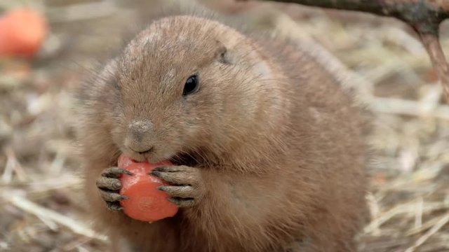 Close portrait of Black-tailed prairie dog (Cynomys ludovicianus).