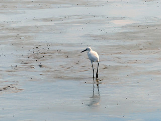 The Little Egret (Egretta garzetta) walking to find some food