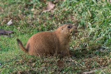 A black-tailed prairie dog carrying grass in its mouth