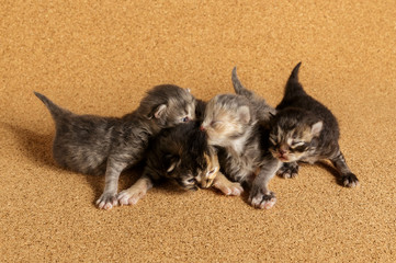 Newborn kitten. The eighth day of life.