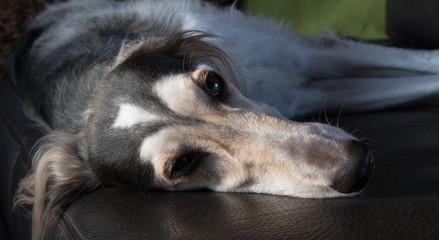 Saluki, Greyhound, Sighthound