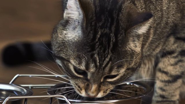 chat qui mange ses croquettes