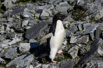 Obraz premium Adelie penguin on rock