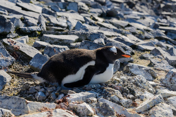Gentoo penguin laying in nest