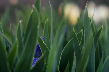 Flowers hidden in iris' leaves