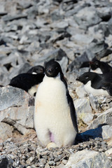 Naklejka premium Adelie penguins in nest