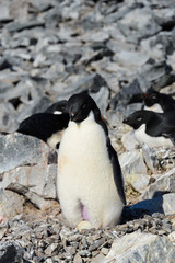 Adelie penguins in nest