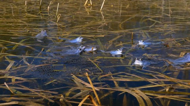 Blue moor frog (Rana arvalis) 