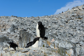 Obraz premium Adelie penguin on rock