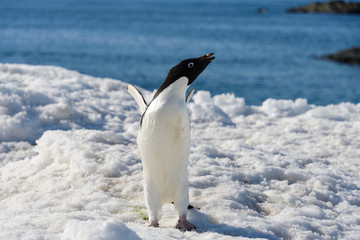 Obraz premium Adelie penguin on snow