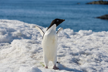 Obraz premium Adelie penguin on snow