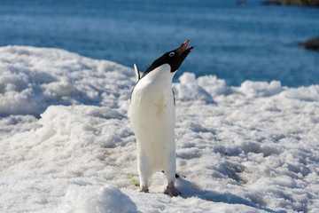 Obraz premium Adelie penguin on snow