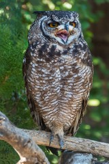 A spotted eagle-owl calling