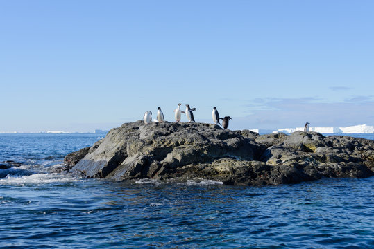 Adelie penguins on rock