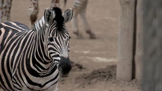 Portrait of Chapmans Zebra (Equus quagga chapmani).