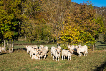 Fototapeta premium Frankreich - Vercor - Kühe bei La Chapelle en Vercors