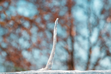 Cold temperature soft snow in a sunny day 
