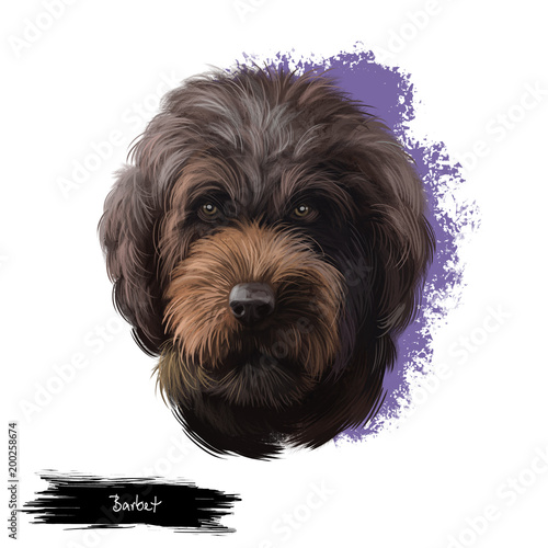 Barbet Dog Breed Digital Art Illustration Isolated On White