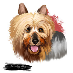 Australian Silky Terrier dog breed digital art illustration isolated on white. Small breed of terrier dog type. developed in Australia. Australian Terrier and Yorkshire Terrier long hair dog with text
