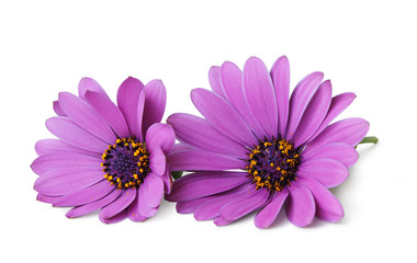 Wonderful Daisy (Marguerite, Bornholmmargerite) isolated on white background, including clipping path without shade.