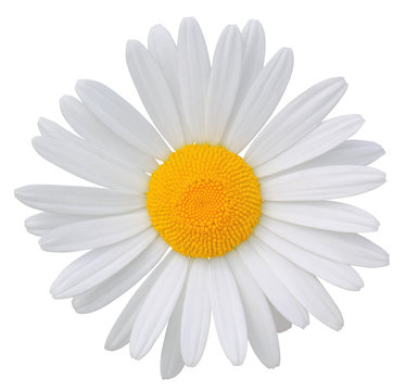 Lovely white Daisy (Marguerite) isolated on white background, including clipping path.